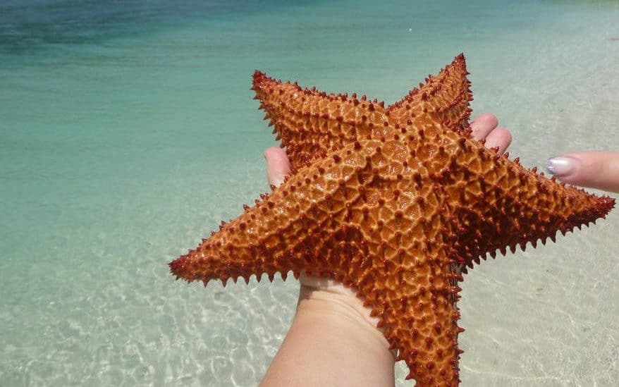 Estrellas de mar de la Ciénaga Aragua Venezuela