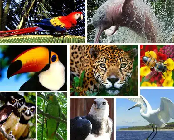 Flora y fauna en Delta Amacuro