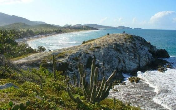 Plantas costeras de las playas Margariteñas