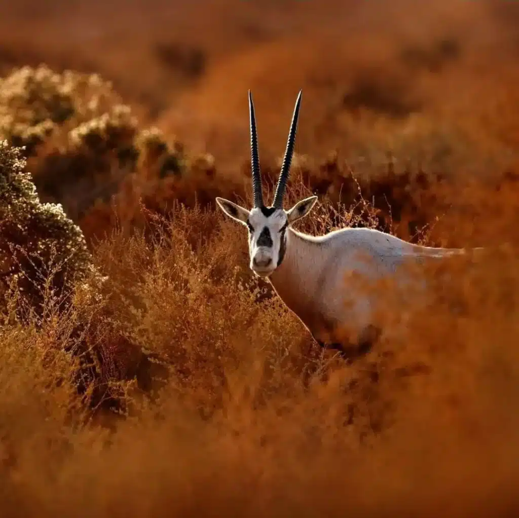 Reserva  de Shaumari (áreas protegidas de Jordania)