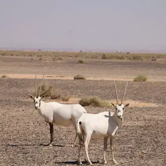  Shaumari área protegida de Jordania