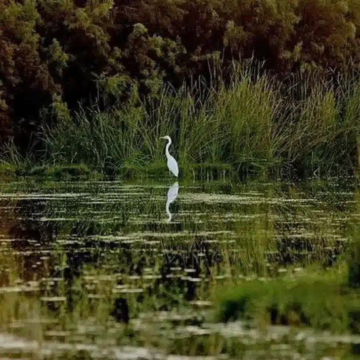 Shaumari Famosa por su éxito en la reintroducción del órix árabe