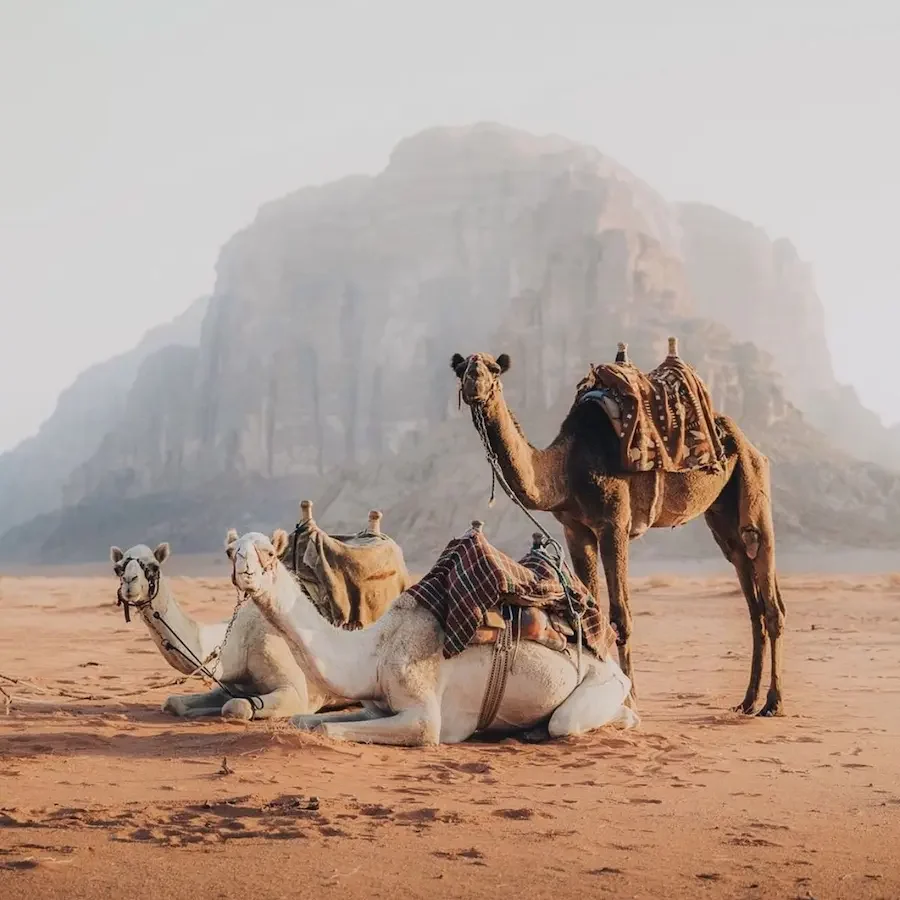 Paseos en camello en Wadi Rum