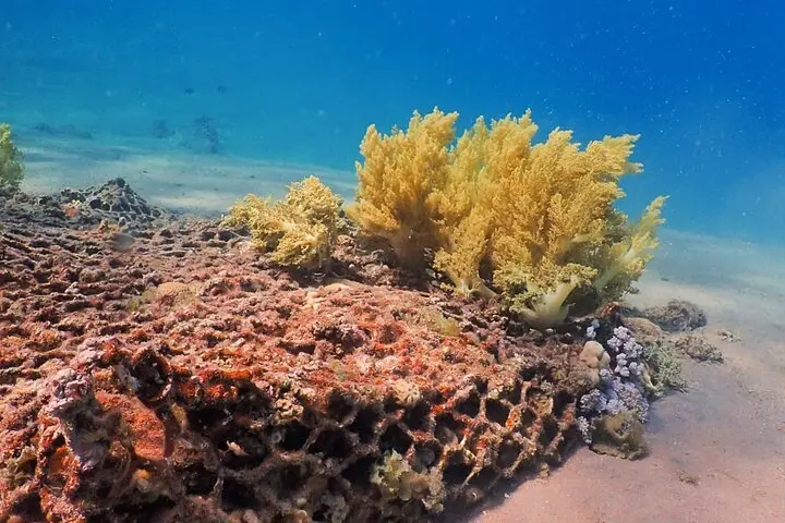 Vida submarina en Aqaba