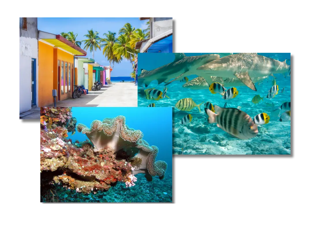ecosistema-marinos (1) Ecosistema marino en Maldives