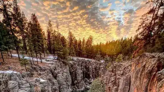 Bosque de pinos y montañas en Flagstaff, Arizona