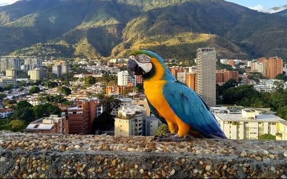 Ladera del Ávila sobre la ciudad de Caracas