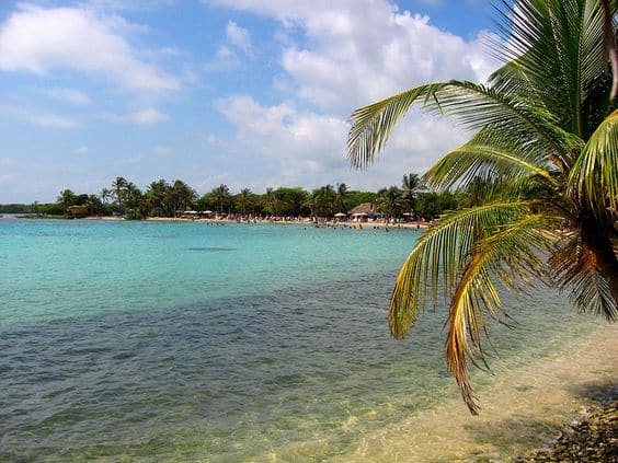 Palmeras a la orilla del mar