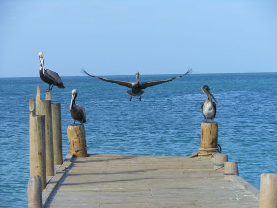Isla de Coche 