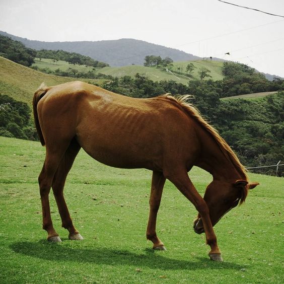 Caballos en Cubiro 