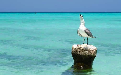 Aves marinas sobre un banco de arena en el archipiélago Los Roques