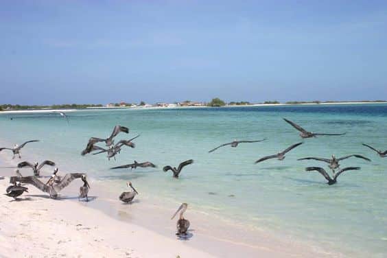 Gaviotas en el mar caribe