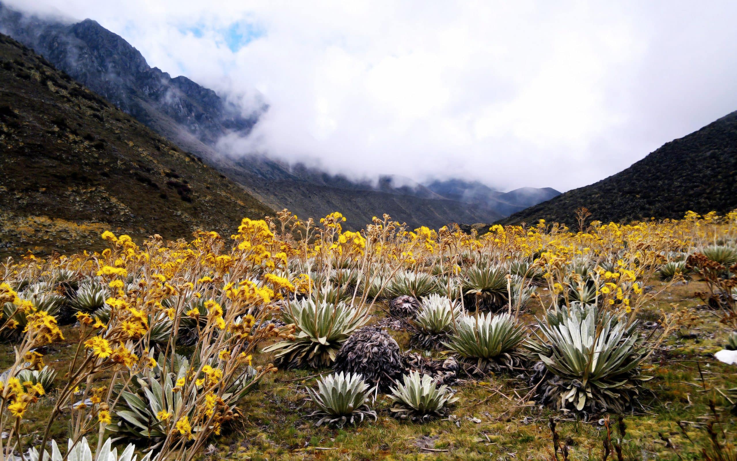 Frailejones cubriendo las laderas del páramo La Culata entre la neblina
