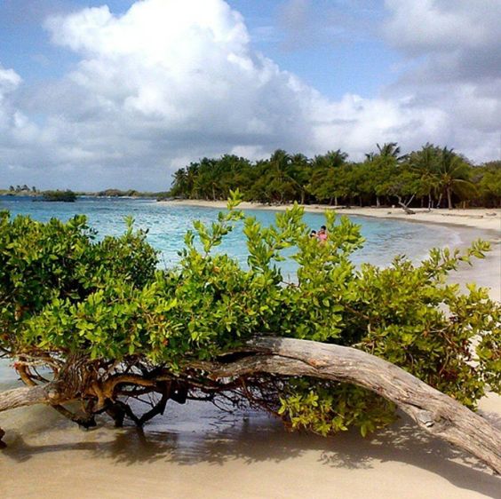 Plantas marinas en el cayo de Morrocoy