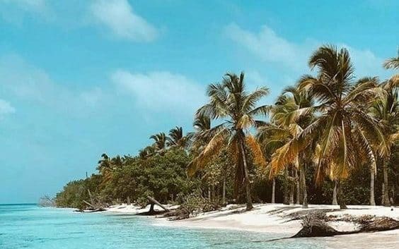 Palmeras y sombra en la orilla de Cayo Sombrero