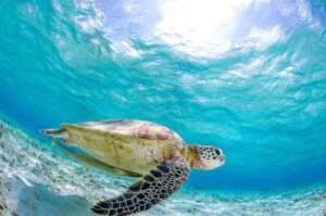 Isla Tortuga en Venezuela