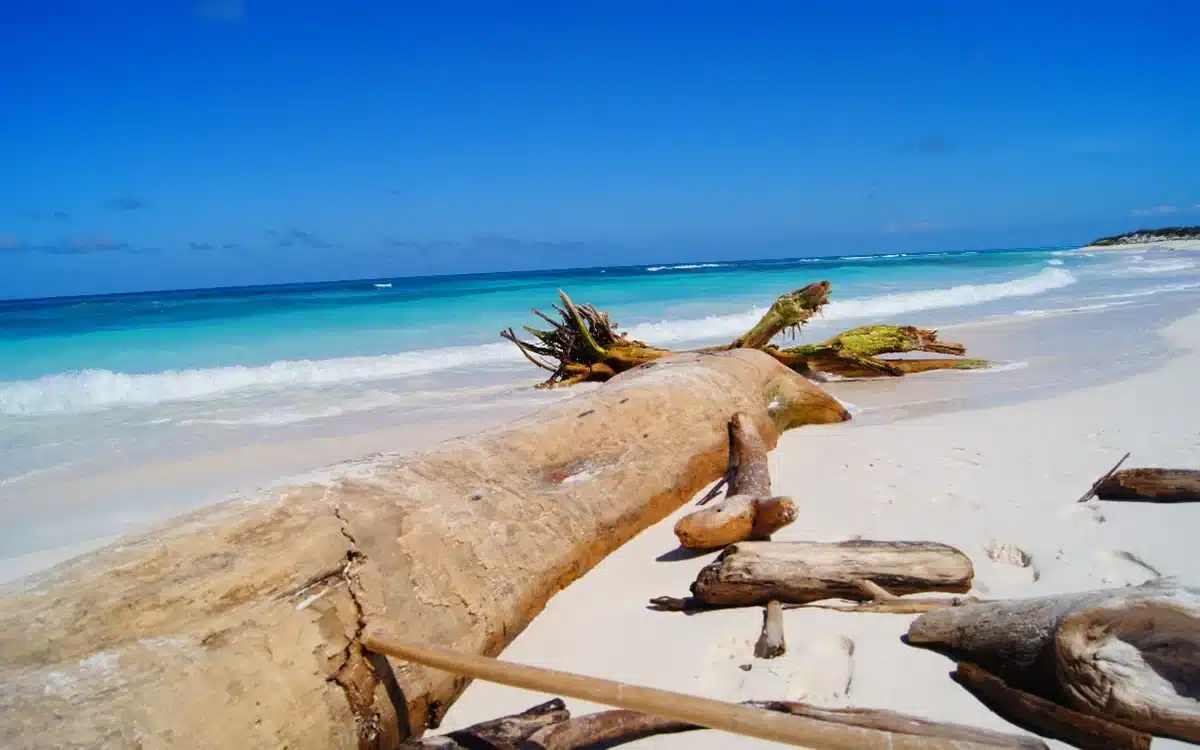 Costa de Isla La Tortuga con vegetación baja y arena clara